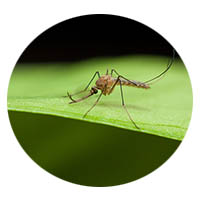 Owatonna mosquito control
