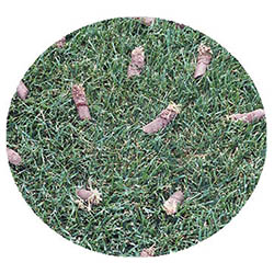 Owatonna spring touch aeration and seeding